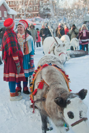 Rennäringen är en viktig del av samisk kultur. Samer och renar i Jokkmokk.