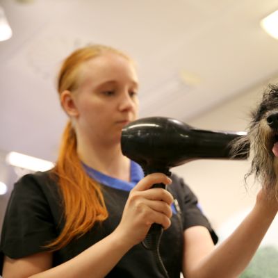 Trimmaaja Elisa Kutramoinen föönaa Rex-koiraa trimmaamisen yhteydessä Espoon Suomenojan Mustissa ja Mirrissä heinäkuussa 2019.