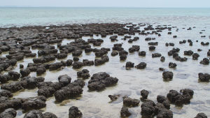 De ser ut som stenar, men det är livet som har skapat dem. Stromatoliter i västra Australien. Stromatoliter i västra Australien.