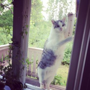 kissa jumppaa