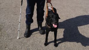 Beställningscentralen ska se till så man inte skickar en chaufför med hundallergi för att plocka upp Kenneth Ekholm. Det här är Ekholms tidigare ledarhund, Duffe. Arkivbild. Ett oslagbart radarpar: Kenneth och Duffe