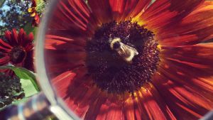 Mehiläinen punaisessa auringonkukassa suurennuslasin läpi katsottuna 