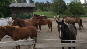 Det var mycket jobb med att sköta hästar och stall. Nu är stallverksamheten uthyrd. Ett tiotal hästar står i en hage.