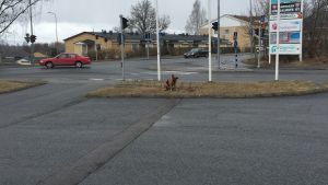 Alakuloisen näköinen susikoira istuu lyyhässä 2. korva lerpallaan
