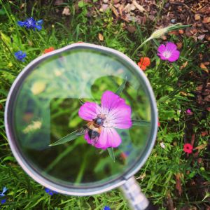 en blomma och en humla sett genom förstoringsgals