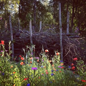 ängsblommor