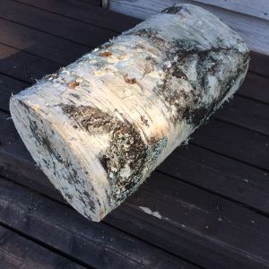 pala koivun rungosta