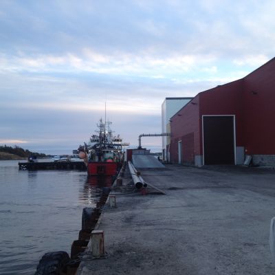 Trålare lossar last vid fiskmjölsfabriken i Kasnäs.