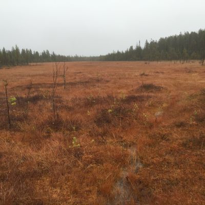 Suomaisema Pohjois-Suomessa Taivalkoskella.