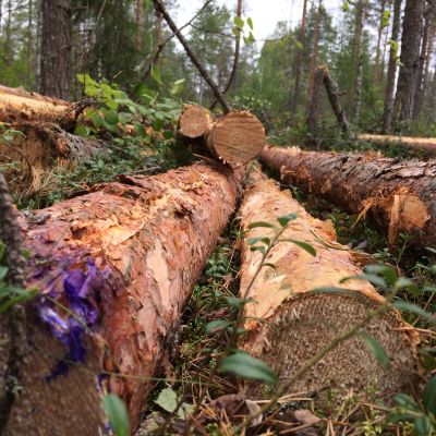 Kaadettuja puita metsässä.