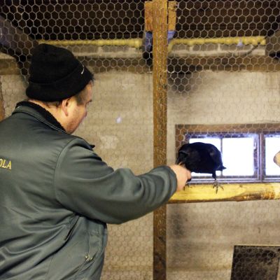 Hoitaja Arto Hokkanen ruokkii Kostiina-korppia Pyhtään lintuhoitolassa.