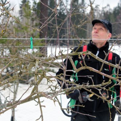 Rune Drockila tekee omenapuun hoitoleikkausta.