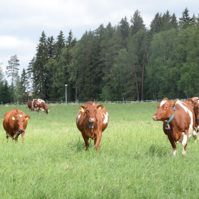 Lehmät kävelevät kohti kameraa kesäisellä laitumella