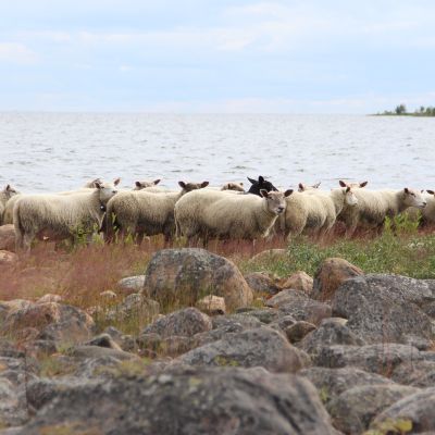 Lammaslauma rannalla Pensaskarissa.