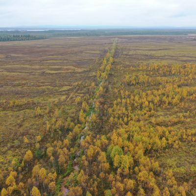 Kilpiaavalle on aikanaan kaivettu pitkiä ojia suon kuivattamiseen maataloutta varten.