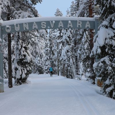 Hiihtolatu Ounasvaaralla.
