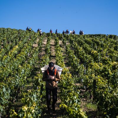 Viiniköynnöksiä Ranska Chablis'ssa, poimijoita.