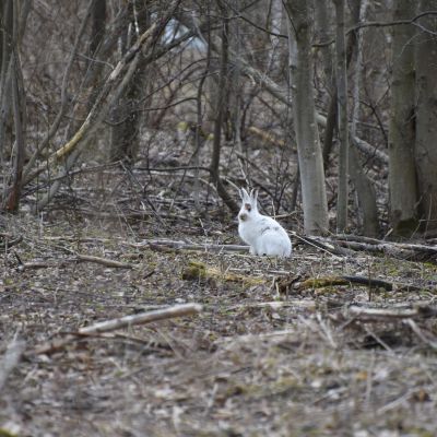 Valkoinen jänis istuu lumettomassa metsässä.