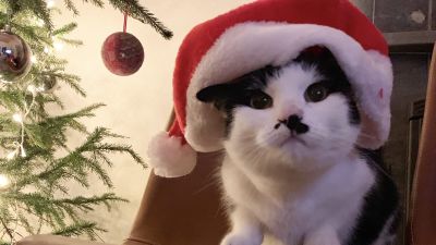 Svartvit katt med jultomtemössa. 