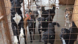 koiria raurakaltereiden takana Romanialaisella koiratarhalla