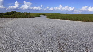 Utsläpp orsakade massiv fiskdöd i en bayou i Louisiana 2010. Vattenytan har färgats grått så långt ögat kan nå av döda fiskkroppar som har flutit upp till ytan.