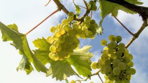 Chardonnay, Pinot Noir och Bacchus är de mest populära druvorna i Storbritannien. vindruvor