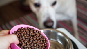 Tätä koirasi oikeasti syö: käsikirjoitus | MOT 