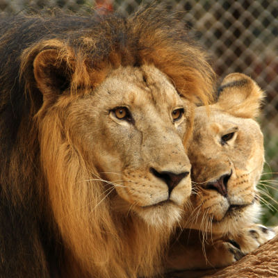 Ett lejonpar i en djurpark i Karachi, Pakistan i september 2014