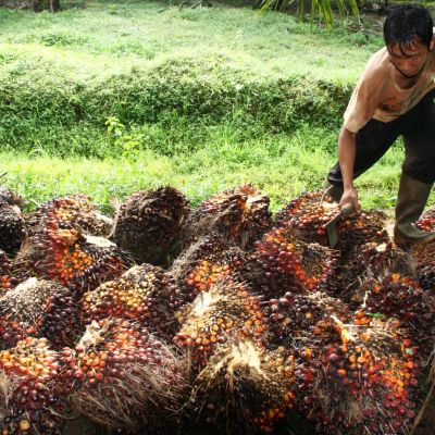 Työntekijä kerää öljypalmun hedelmiä Indonesiassa marraskuussa vuonna 2018.