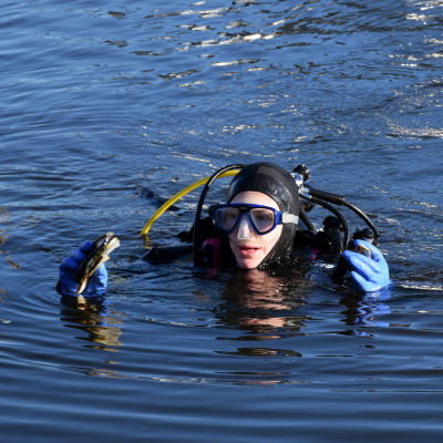 En dykare i vattnet håller något i händerna.