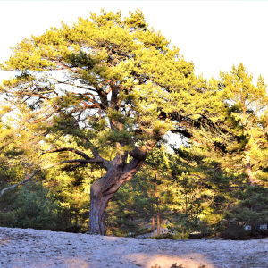 På Tullstranden växer tallar som enligt Esko Tainio är mellan 200 och 300 år gamla. Det är sällsynt i finländska förhållanden. Alla de här träden bevaras enligt naturvårdsplanen. En väldigt stor gammal tall med stor bred krona. Fotad i aftonsol så kronan lyser. Växer på sandmark. Också andra tallar syns.