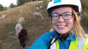 Fåren i Billnäs bruk hälsade på mig när jag cyklade förbi. En selfie av Malin Valtonen iklädd cykelhjärm. I bakgrunden syns får i en hage.
