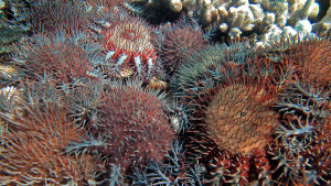 Korallätande sjöstjärnor, törnekronor