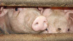 Behövs grisens avföring eller räcker det med växter när man ska producera biogas på lantgården? Därom tvista de lärda. Grisar