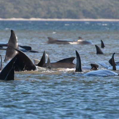 De strandade valarna trängs på en sandbank i Macquarine Harbour på Tasmaniens västkust. 