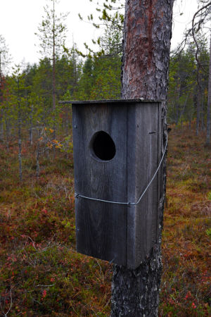 Uivelon pöntön lentoaukko muistuttaa palokärjen koloa Uivelon pönttö Pyhätunturilla