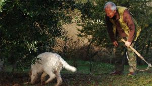 Lanfranco Pedica väntar med spänning på hunden Pimpa som fått vittring på tryffel. Man i brun skjorta och gröna byxor väntar på att se om tryffelhund hittar tryffel. Hunden nosar på marken bredvid mannen och letar efter tryffel.