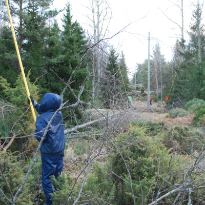 Skogsarbetare röjer bort grenar intill elledningar i skogen.