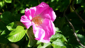 Vresrosen har spridit sig från trädgårdarna till stränderna. En vresrosblomma med rosa kronblad och en gul mitt.