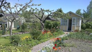 Koloniträdgård i Kuppis i Åbo. Försommargrönska i Kuppis koloniträdgård i Åbo.