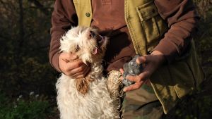 Nu väntar belöning för hunden Pimpa som hittat tryffel. Den vita tryffelhunden Pimpa krafsas om av man i brun skjorta efter att ha hittat tryffel. Mannen håller i tryffeln medan han håller om hunden.
