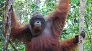 Orangutanghanarna uppskattas vara sju gånger starkare än fullvuxna män. Bara 50 000 orangutanger finns kvar i det vilda. En orangutang hänger i ett träd.