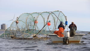 Laxfiske med ryssja. Myndigheterna övervakar inte endast fångstmängder, fisketillstånd utan också fiskeredskapen. Tidpunkterna för utsättning av storryssja hör till det som regleras i lagen. Laxfiske med ryssja i Bottenviken.