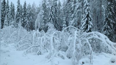 Snön trycker ner träd i Pedersöre