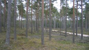 Så här kan en likåldrig skog se ut när träden vuxit. Bilden är inte från Hangö. Tallskog, kluven av en smal väg.