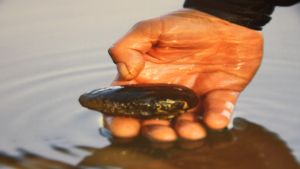 Flodpärlmusslan bor i Svartån. Den behöver laxfiskar för att föröka sig men för tillfället kommer fiskarna inte upp i ån på grund av kraftverksdammarna. Flodpärlmussla i Svartån.