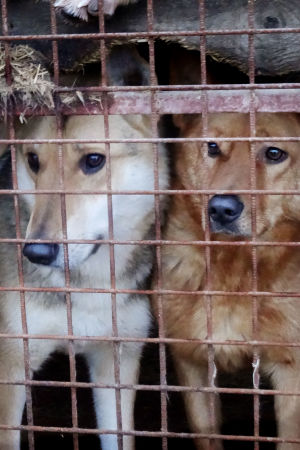 Ilmainen online Ebony porno videoita