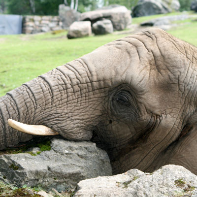 En elefant ligger och vilar med huvudet på en stor sten.