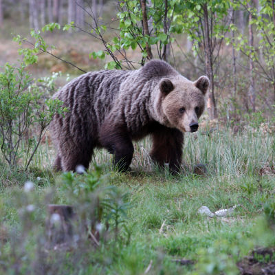 Brunbjörn i skogen i Norra Karelen