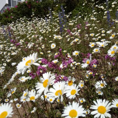 Päivänkakkarat, mäkitervekot ja muut luonnonkukat rehottavat Tampereen yliopiston rinteessä.
